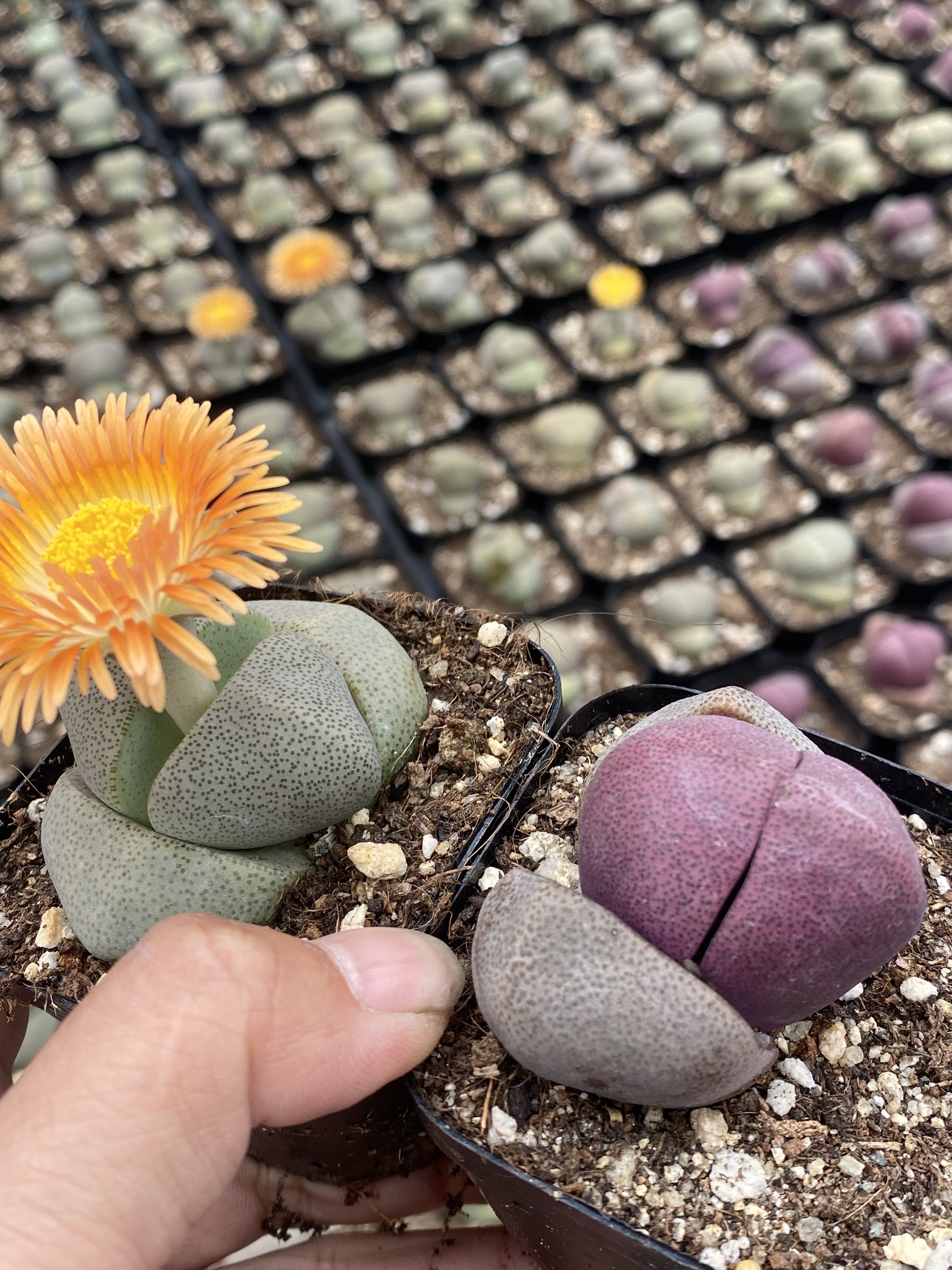 2盆7包邮 3-5cm大颗绿帝玉紫元宝带盆栽好多肉植物生石花番杏开花