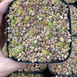 彩色生石花多肉植物200颗起播一年苗满盆