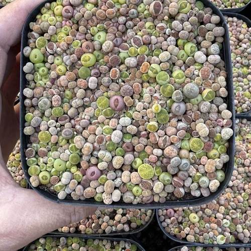 彩色生石花多肉植物150颗起播一年苗满盆一个月一次水