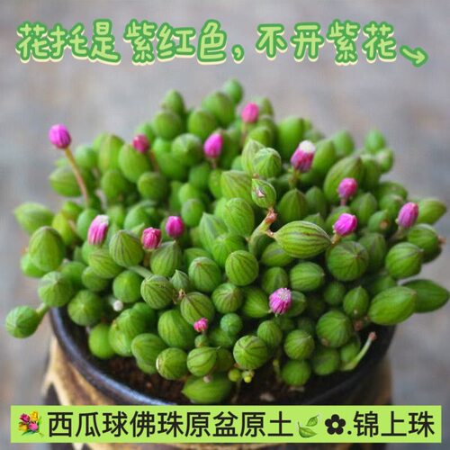 带盆9cm西瓜球吊兰佛珠锦上珠京童多肉植物室内阳台盆栽花卉悬挂