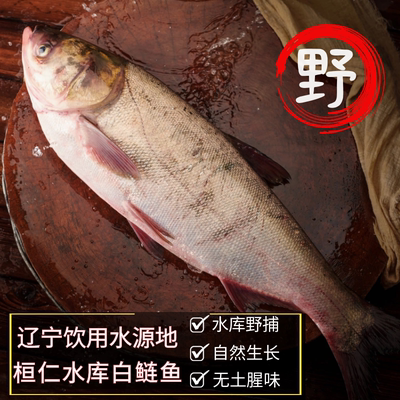 桓仁水库野捕白鲢鱼桓龙湖生态鱼