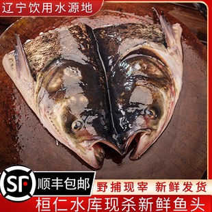 桓仁水库大花鲢鱼头新鲜野捕鲜活胖头鱼头鳙鱼头活鱼现杀顺丰包邮