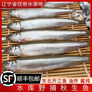 东北秋生子鱼水库野捕开江鱼淡水鱼东北春生子鱼冰鲜速冻顺丰包邮