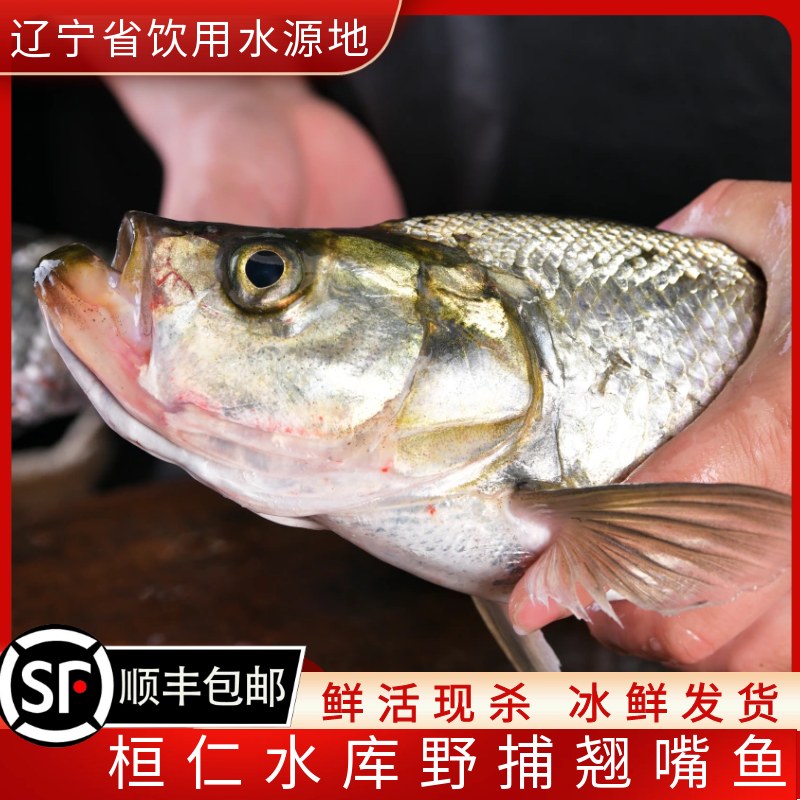水库野捕翘嘴白鱼岛子鱼淡水鱼