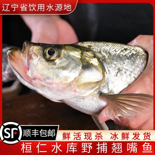 水库野捕翘嘴白鱼岛子鱼淡水鱼