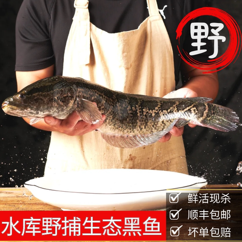 水库生态野捕黑鱼鲜活乌鱼黑鱼