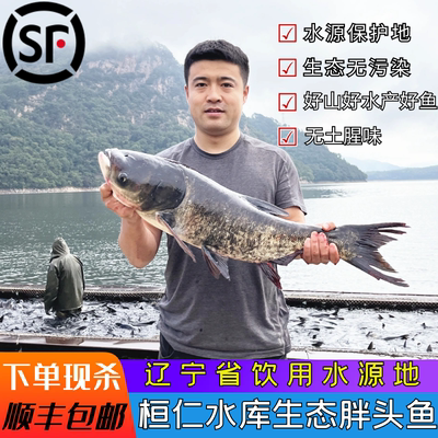桓仁水库胖头鱼大花鲢鱼鲜活包邮