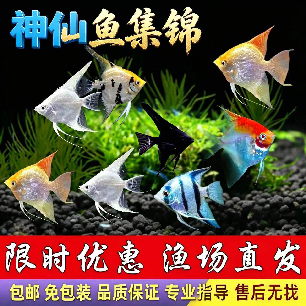 秘鲁埃及七彩红头神仙鱼活体小型燕鱼苗网红高颜值好养易活观赏鱼