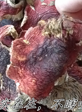 福建三明野生红菇非武夷山香菇干货 正宗红蘑菇开朵红姑100克礼盒