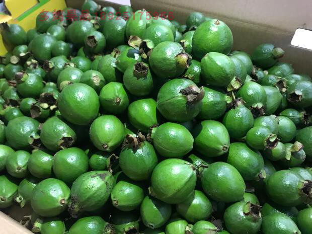 北海野生番石榴幼果芭乐果 三高茶新鲜未晒干整个4斤