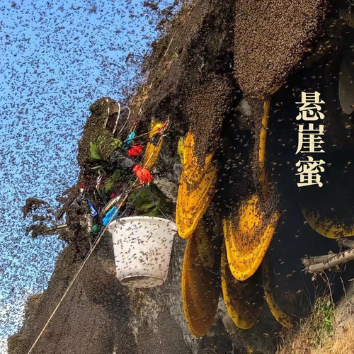 【红崖/黄崖/黑崖】纪录片同款野生悬崖蜜/云南新货/千花蜜源蜂巢