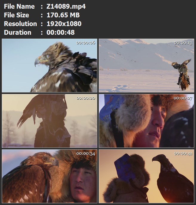 哈萨克族小伙驯鹰人骑马猎鹰老鹰梳理羽毛雪原高清视频素材