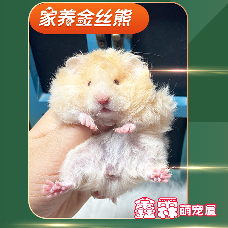金丝熊长毛宠物波利卷毛
