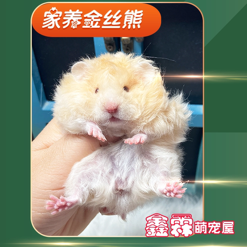 金丝熊长毛宠物波利卷毛