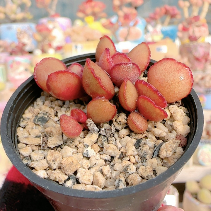 H 蕾丝红蛋盆口5c m,鲜花速递/花卉仿真/绿植园艺,多肉植物,淘宝优惠券,粉丝福利购,淘宝优惠卷