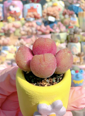 H 毛翠滴盆口2.5c m