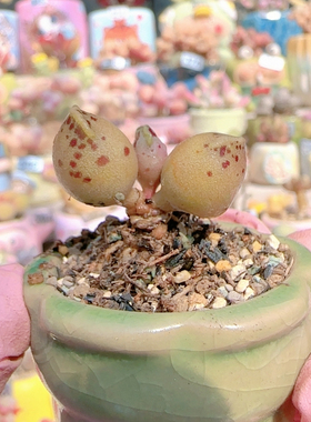 H黄豹盆口2.5c m