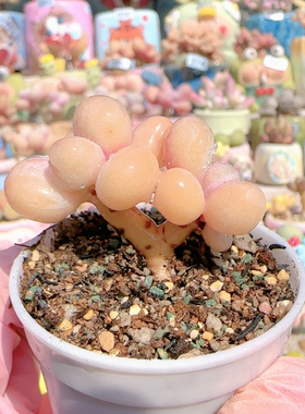 H 造型蛋黄奶盆口5c m