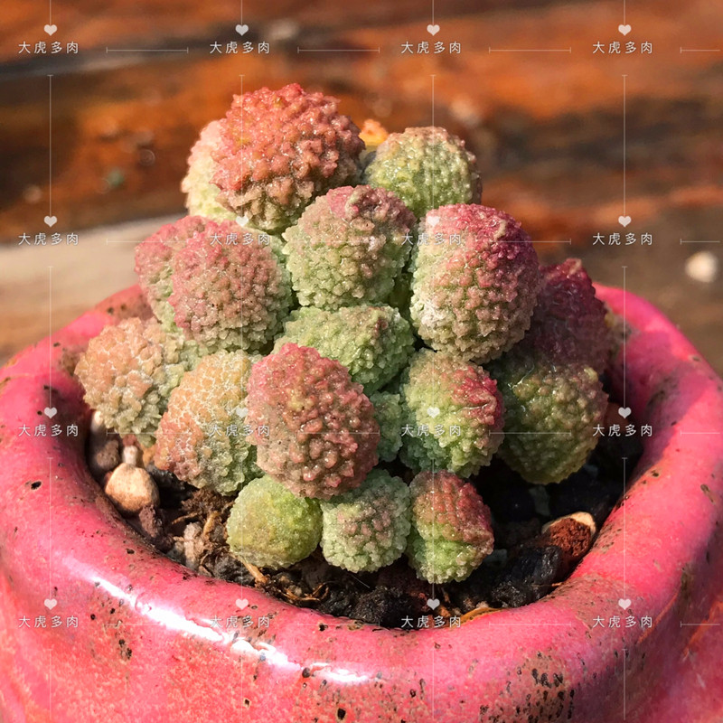 丸叶翠绿石水泡多肉一物一拍进口绿色景天植物小型品种阳台新宠