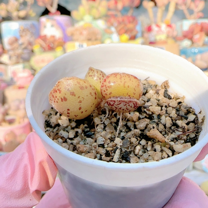 H 变异宽叶黄豹盆口2.5c m,鲜花速递/花卉仿真/绿植园艺,多肉植物,淘宝优惠券,粉丝福利购,淘宝优惠卷