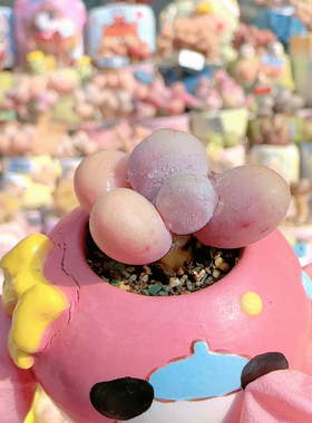 H可爱蛋黄盆口2.5c m