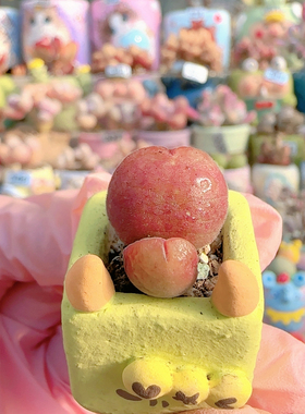 H 迷你毛翠盆口2c m