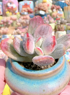 H 乒乓福娘锦盆口4c m