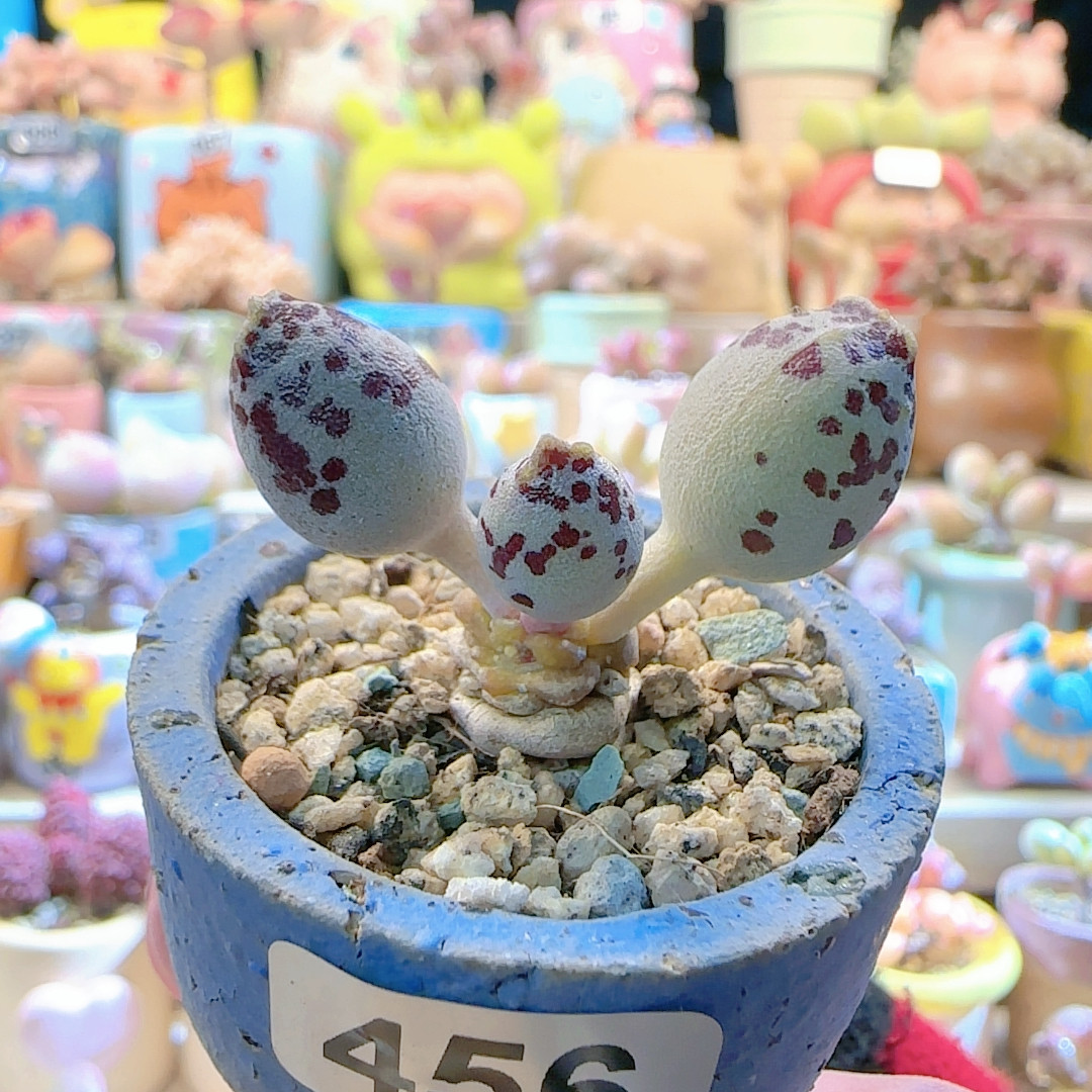 L 达摩白丸 盆口3cm,鲜花速递/花卉仿真/绿植园艺,多肉植物,淘宝优惠券,粉丝福利购,淘宝优惠卷