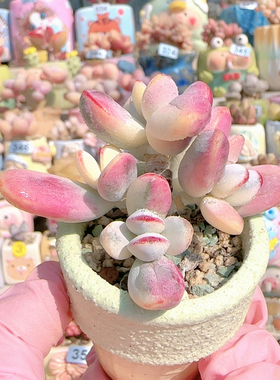 H 乒乓福娘锦盆口5c m