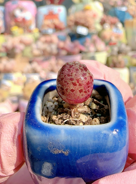 H 迷你粉丸盆口1.5c m