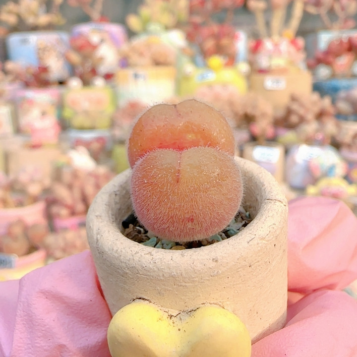 H毛翠滴盆口2c m,鲜花速递/花卉仿真/绿植园艺,多肉植物,淘宝优惠券,粉丝福利购,淘宝优惠卷