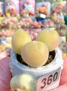 H毛翠滴盆口2.5c m