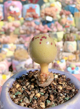 H少斑黄球豹盆口2.5c m