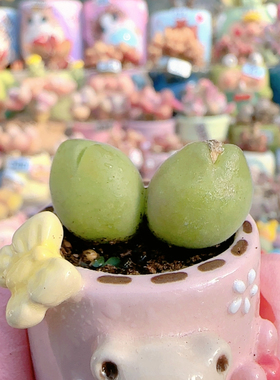 H毛翠滴盆口2.2c m