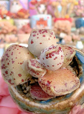 H 变异海豹盆口2.5c m