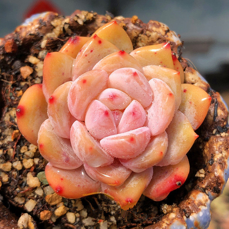 橙梦露多肉一物一拍控养厚叶韩国雪天使正版多头缀化韩橙星星橙子