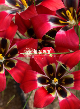 现货 罗慕丽种球 Romulea秋植盆栽 阳台党 密植更好看