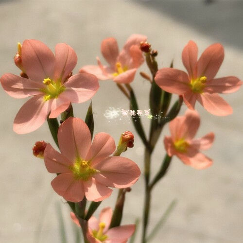 现货 秋植小球根 肉粉肖鸢尾Moraea bifida 多年生 种球