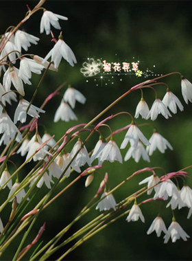 26.6月发货 秋雪片莲Acis autumnalis多年生小球根8月后种秋天开