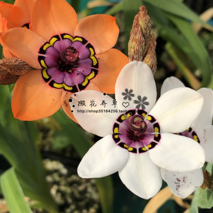 26.6月发橙/白雅致魔杖盆栽两色可选多年生植物自带仙气球根植物