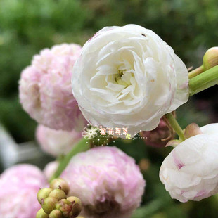 包邮买一送一重瓣慈姑重瓣茨菰水茉莉种球多年生水生花卉适合懒人