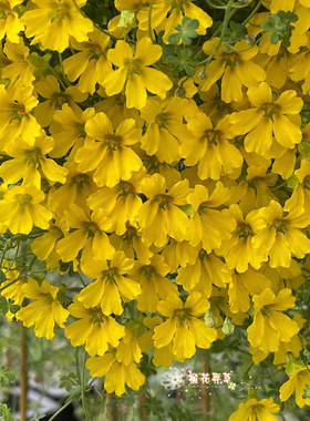 【现货福利】9.9元3粒包邮 xi有块根黄色旱金莲种子 今年现收新鲜