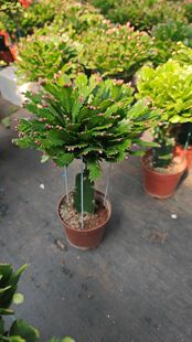 蟹爪兰盆栽带花苞室内阳台庭院花卉植物好养活