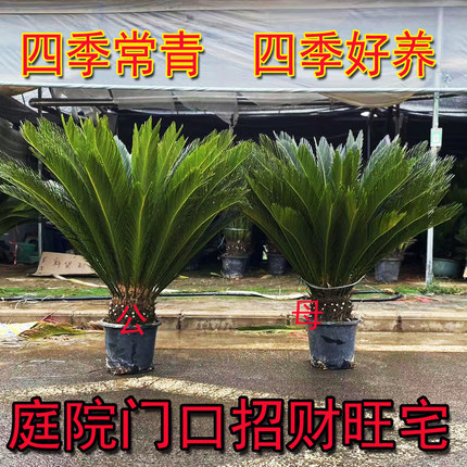 大型铁树盆景苏铁树苗庭院耐寒客厅盆栽四季常青植物会议室摆放