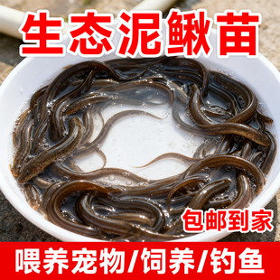 泥鳅苗鲜活喂养宠物钓鱼龙鱼活饵乌龟饲料泥鳅养殖淡水观赏鱼垂钓
