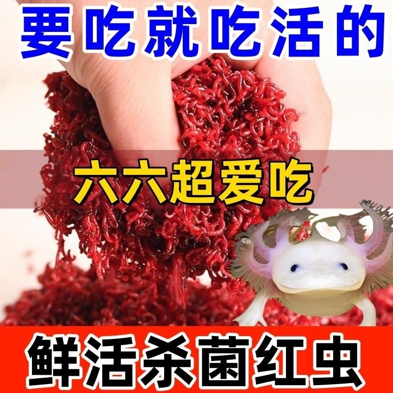 鲜活红虫六角淡水观赏鱼饲料