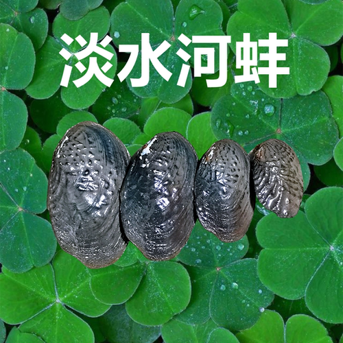 淡水贝价格 淡水贝图片 星期三
