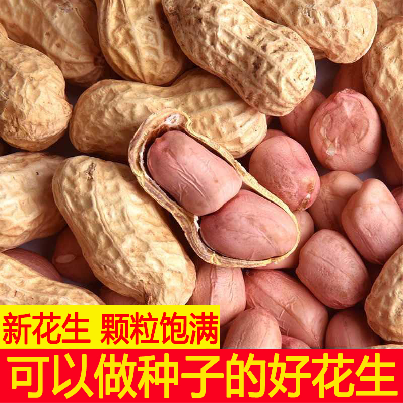24年新鲜带壳生花生晒干高产薄壳花生种子人工手剥花生米生新大粒