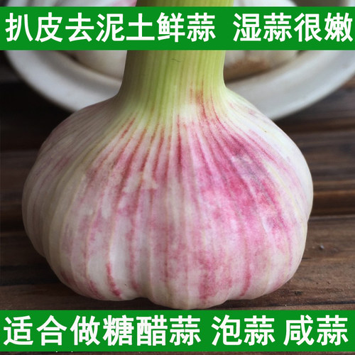 2026年紫皮鲜蒜白皮新鲜大蒜头5斤现挖湿蒜嫩蒜腌制泡蒜糖蒜新蒜3