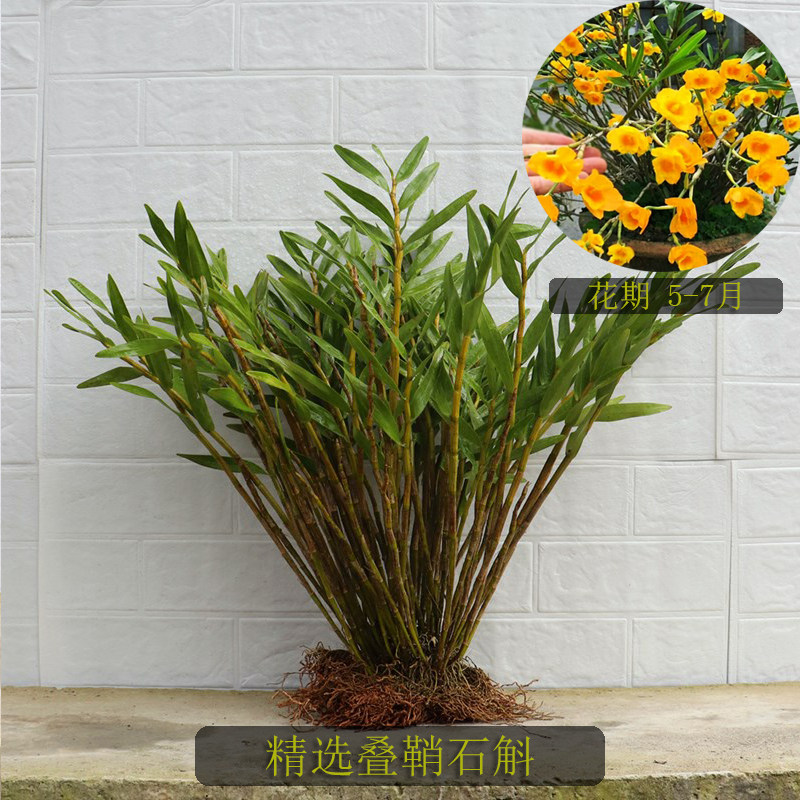 四川夹江叠鞘石斛黄草黄橙石斛枫斗金钗铁皮鼓槌室内外绿植种植苗